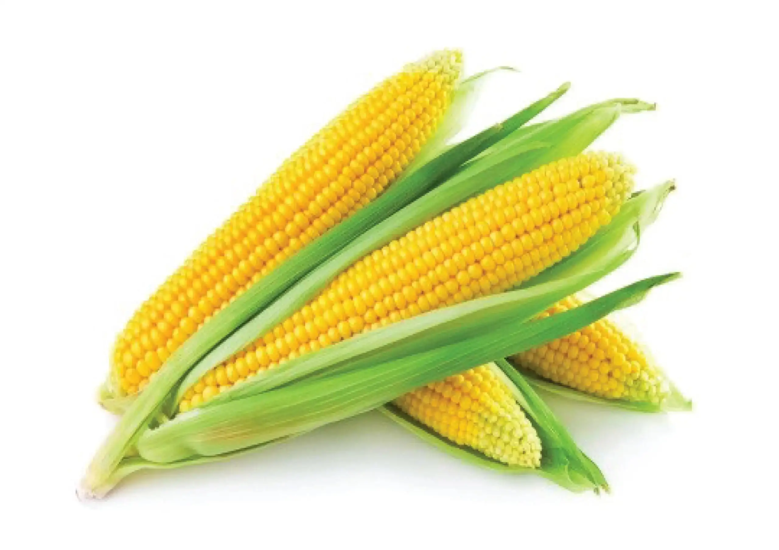 A pile of sweetcorn in the center of the image